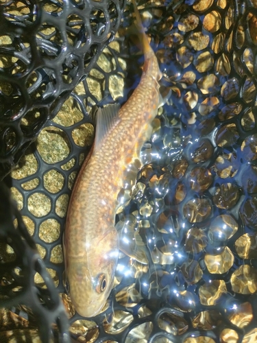 イワナの釣果