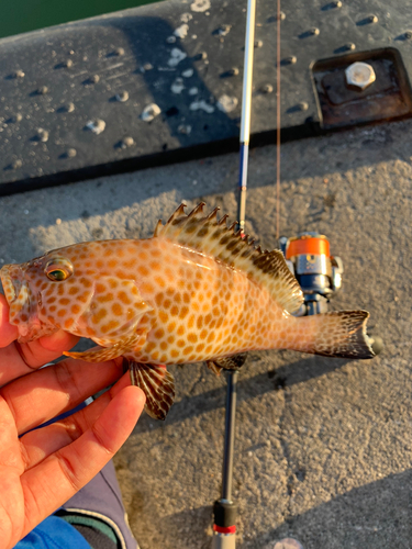 オオモンハタの釣果