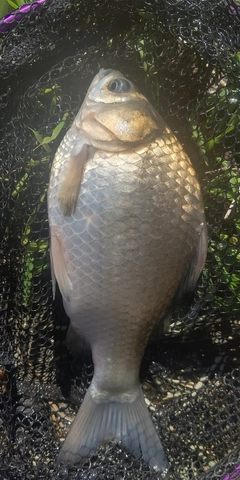 ヘラブナの釣果