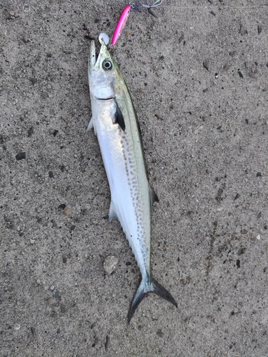 サゴシの釣果