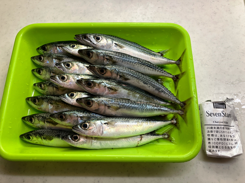 サバの釣果