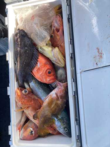 アオハタの釣果