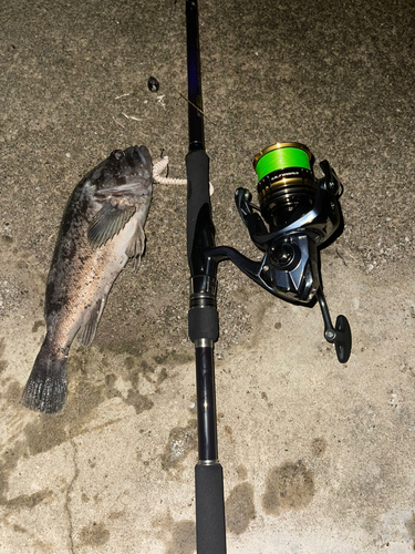 クロソイの釣果