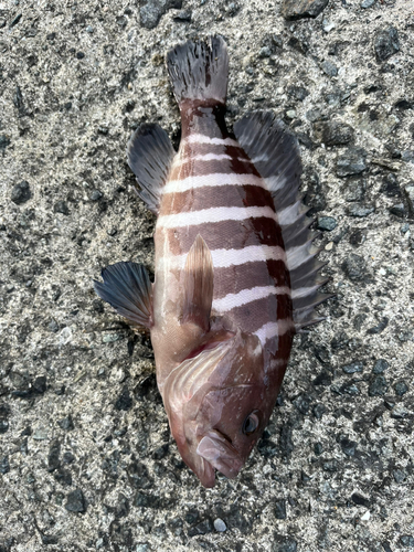 マハタの釣果