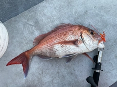 マダイの釣果