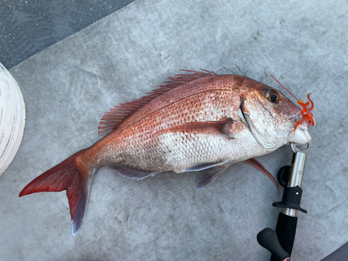 マダイの釣果