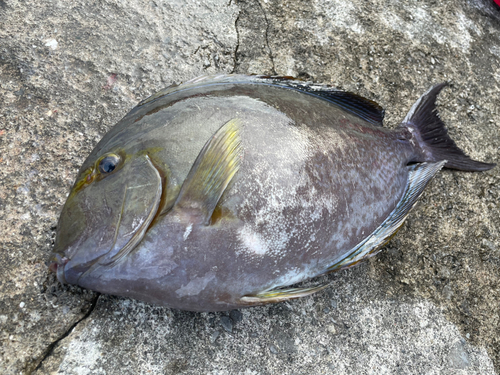 ニセカンランハギの釣果