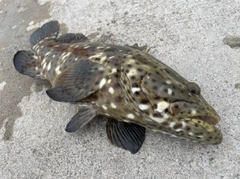 イシミーバイの釣果