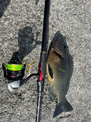 オキナメジナの釣果