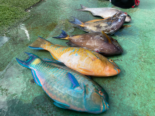 イラブチャーの釣果