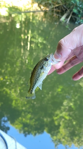 ラージマウスバスの釣果