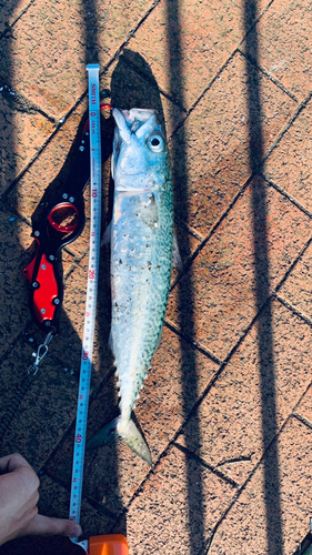 サバの釣果