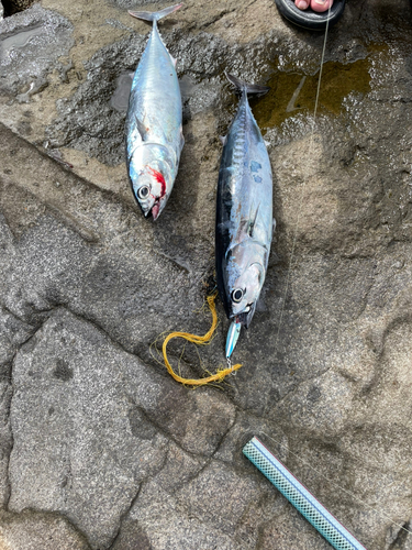 マルソウダの釣果