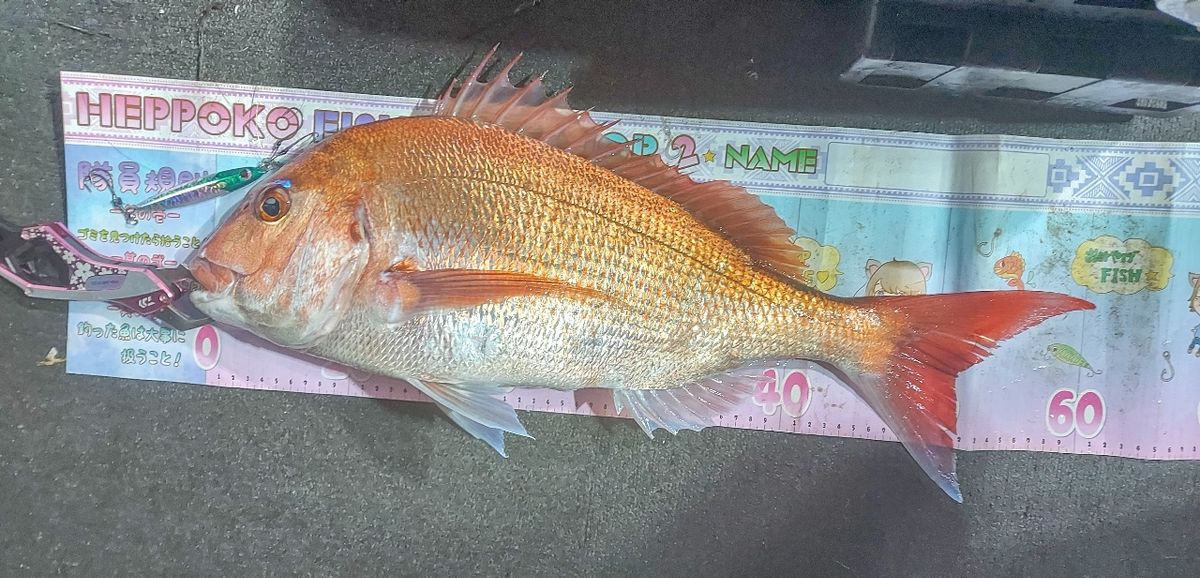 つりさゆさんの釣果 2枚目の画像