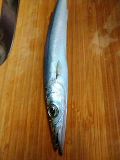 カマスの釣果