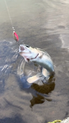 レインボートラウトの釣果