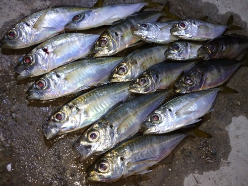 アジの釣果