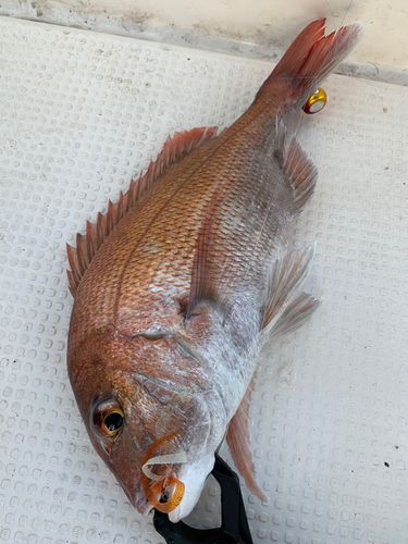 マダイの釣果