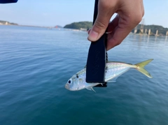 マアジの釣果