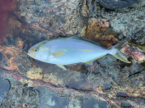 ショゴの釣果