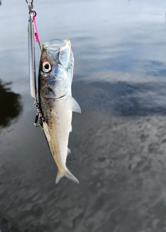 イワシの釣果