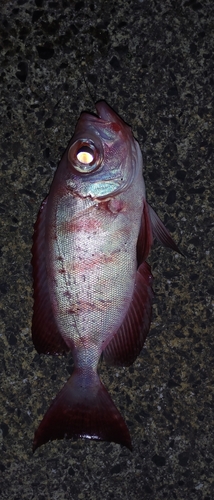 キントキダイの釣果