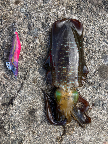 アオリイカの釣果