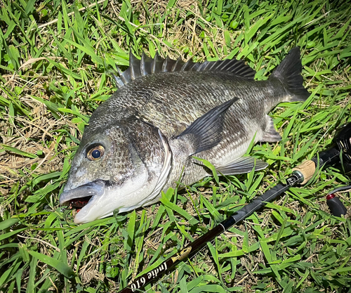 クロダイの釣果