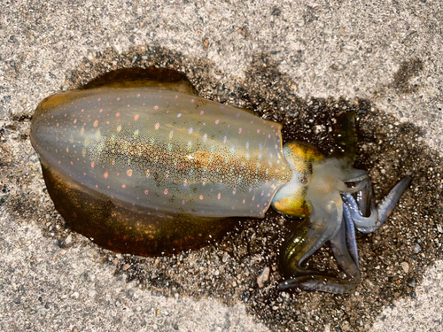 アオリイカの釣果