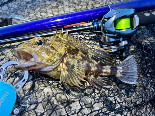 ガシラの釣果