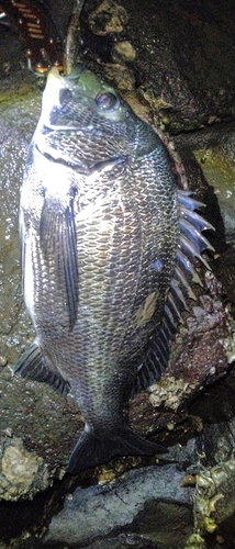 チヌの釣果