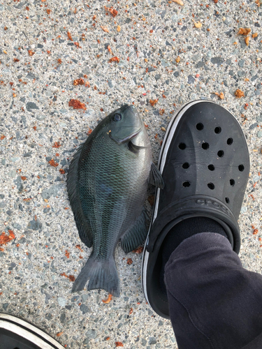 クチブトグレの釣果