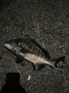 クロダイの釣果