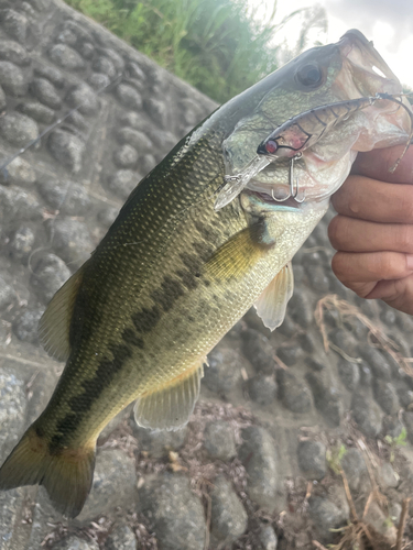 ラージマウスバスの釣果