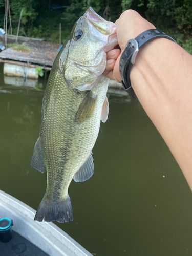 ラージマウスバスの釣果
