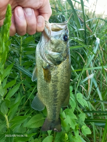 ブラックバスの釣果