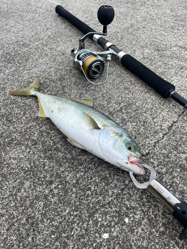 イナダの釣果