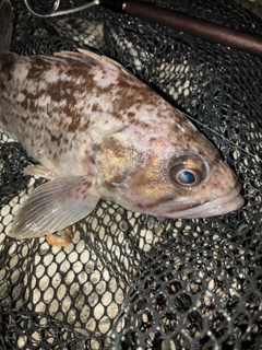 ソイの釣果