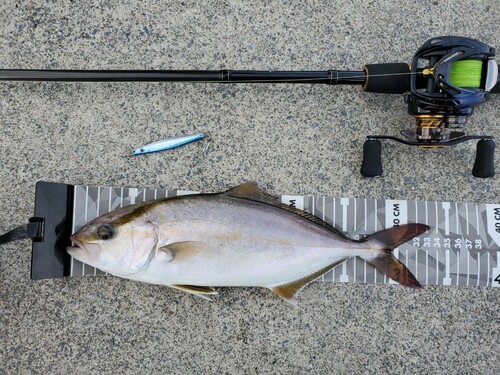 ショゴの釣果