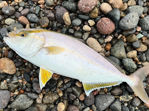 ショゴの釣果