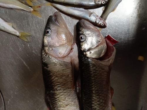 ハスの釣果