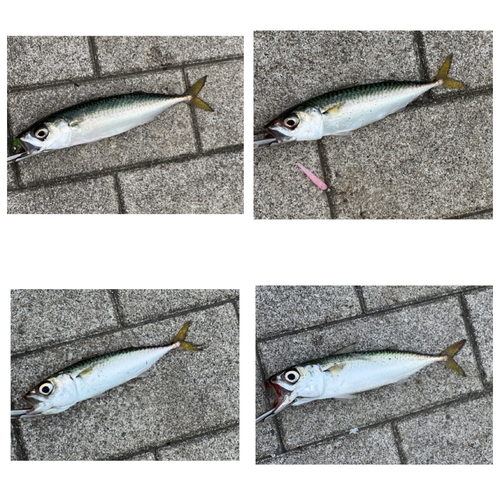 サバの釣果