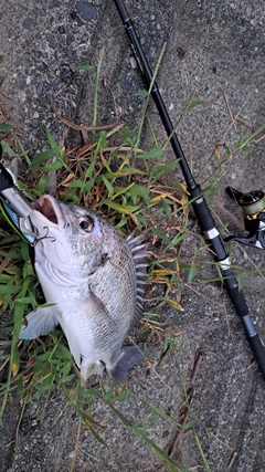 キビレの釣果