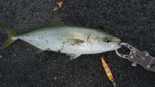 ワカナゴの釣果