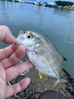 シマアジの釣果