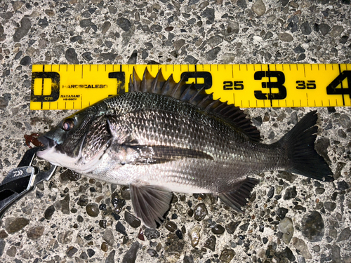 クロダイの釣果