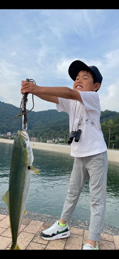 ハマチの釣果