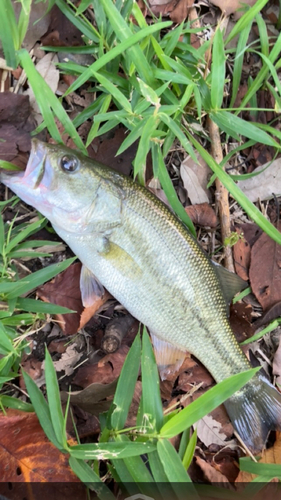 ラージマウスバスの釣果