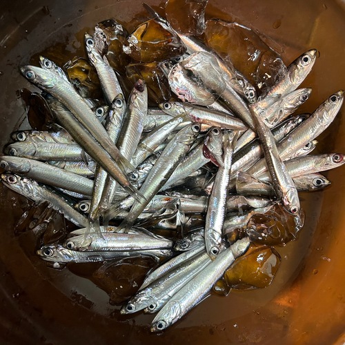 カタクチイワシの釣果