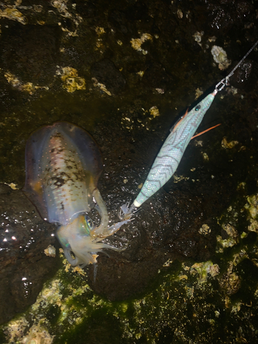 アオリイカの釣果